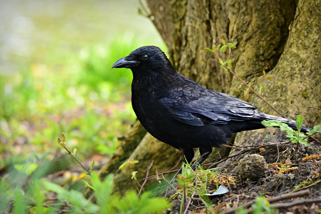 Black Crow Perched at Bottom of Tree in Seattle