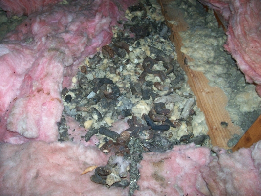 Soiled Insulation in Attic In Seattle 