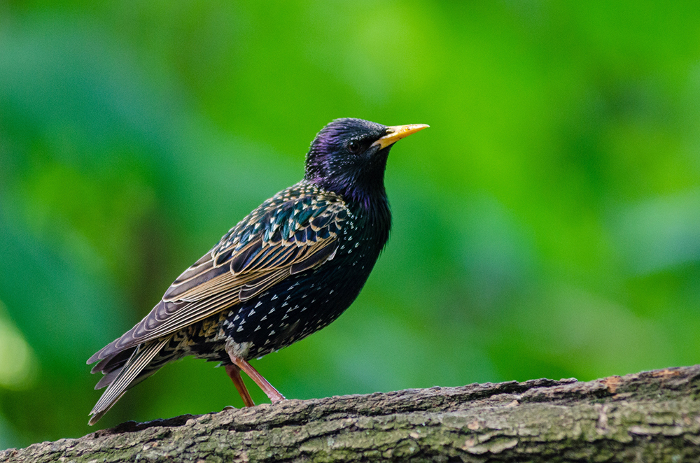 Starling removal in Seattle