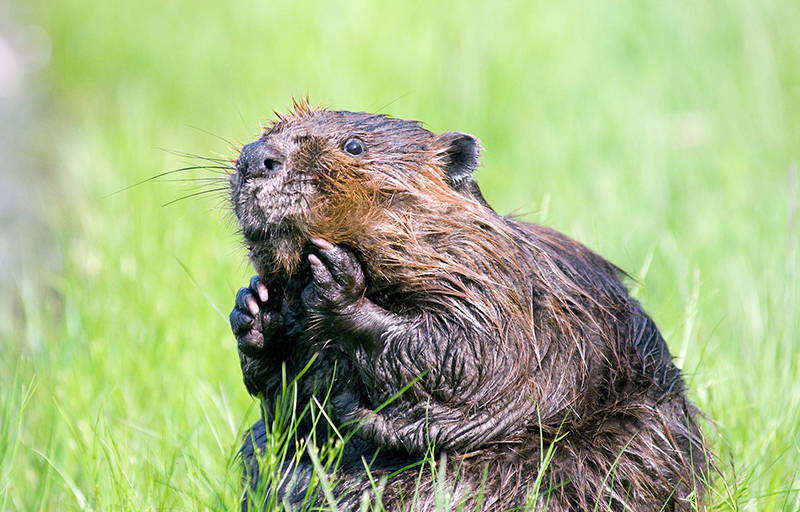 Large Brown Beaver in Green Grass