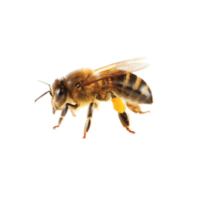 honey bee