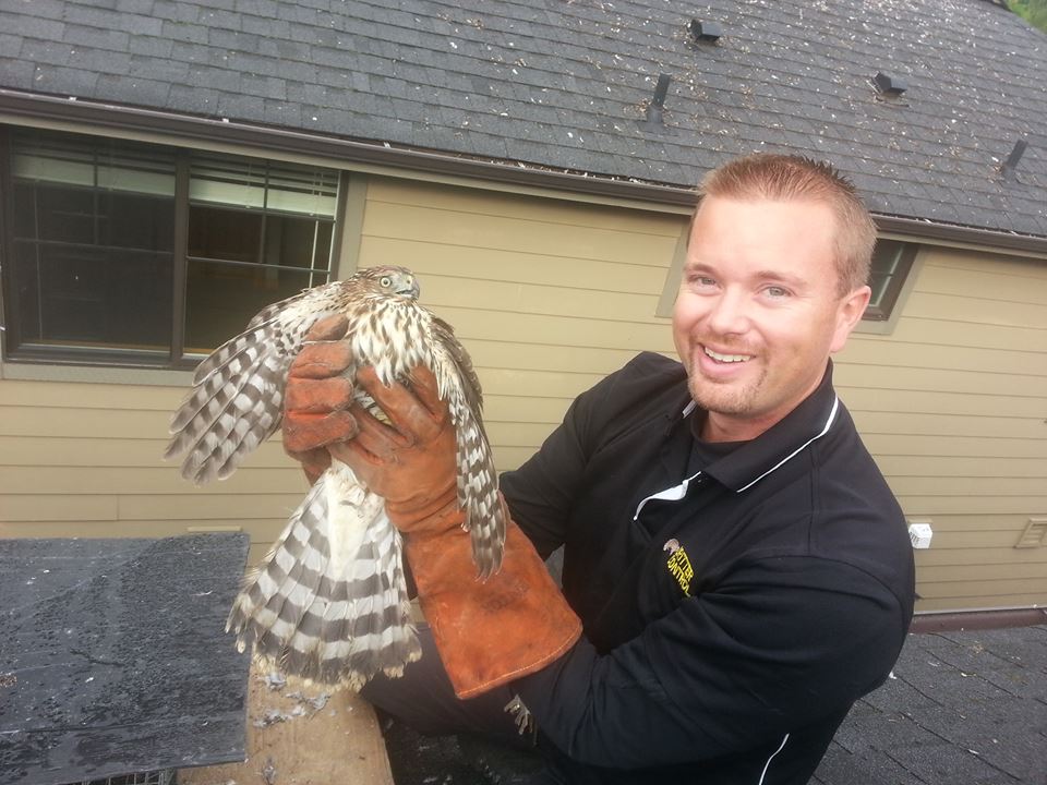 Critter Control of Seattle Technician Holding Hawk