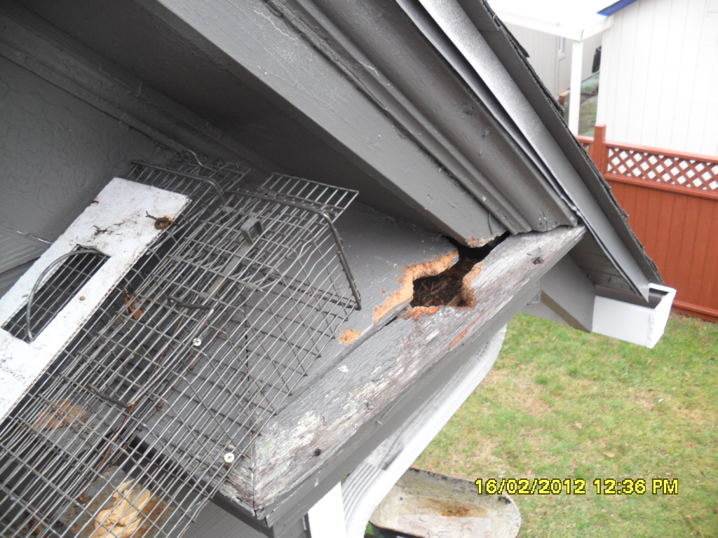 Home Damage Repair in Seattle