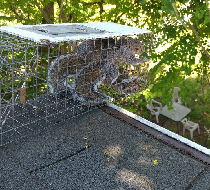trapped squirrels