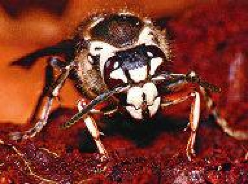 bald-faced hornet