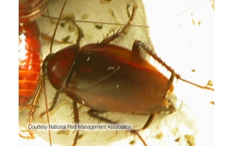 Oriental Cockroach