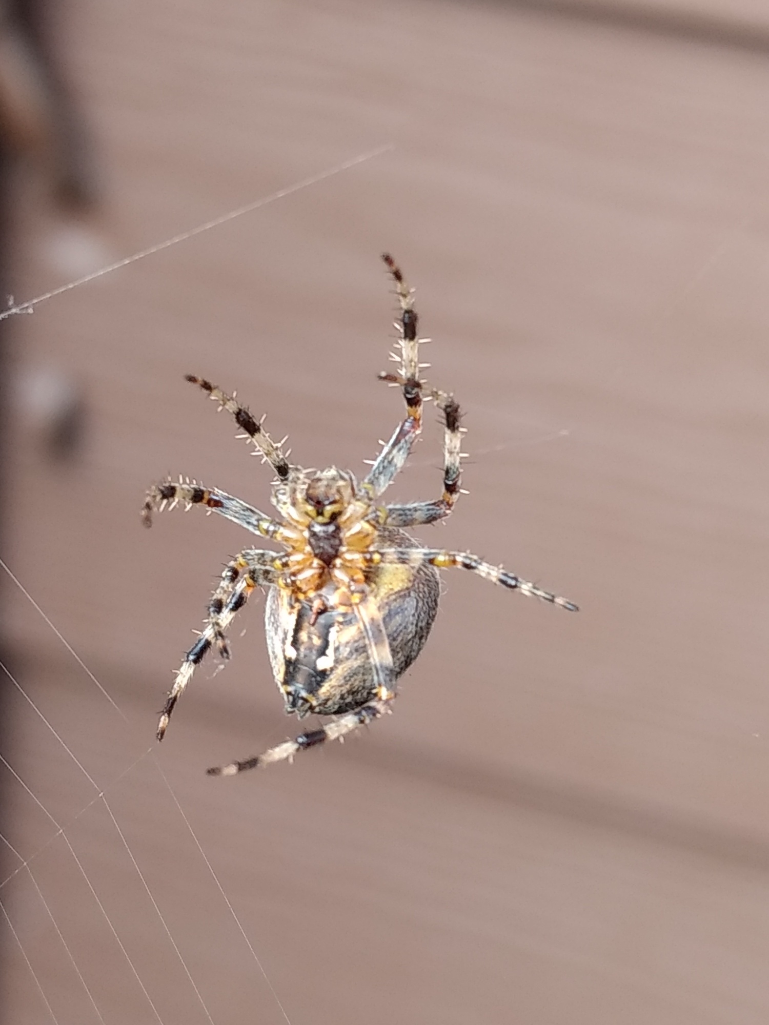 Orb Weaver Spider