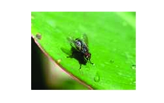 Blow Fly