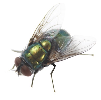 House fly