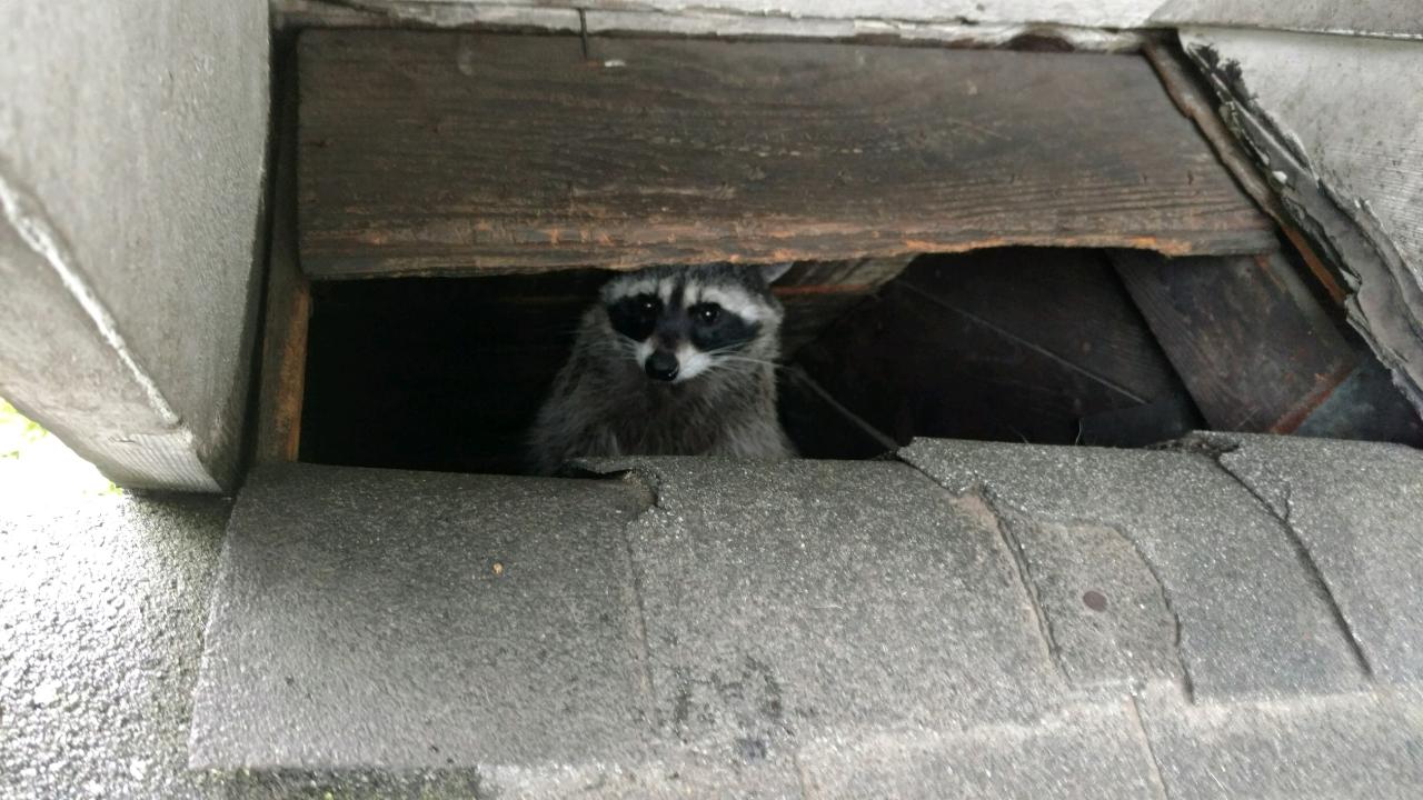 Raccoon Peeking Out From Damaged Eave in Seattle Home