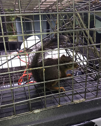 Douglas squirrel in trap in Seattle yard