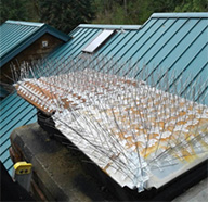 Bird Spikes