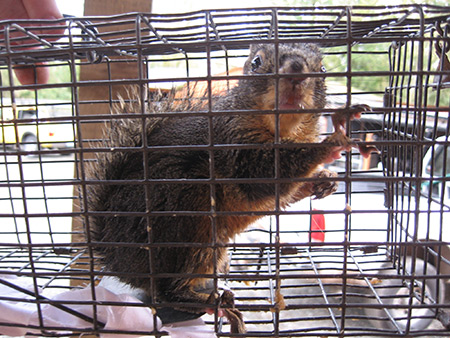 Douglas squirrel in wire trap