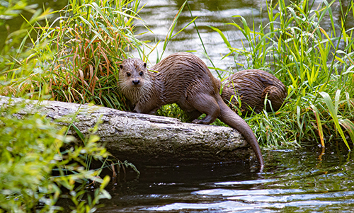 River otter control in Seattle