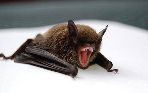 Bat control in Seattle