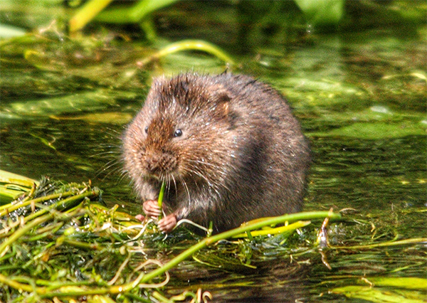 Vole removal in Seattle