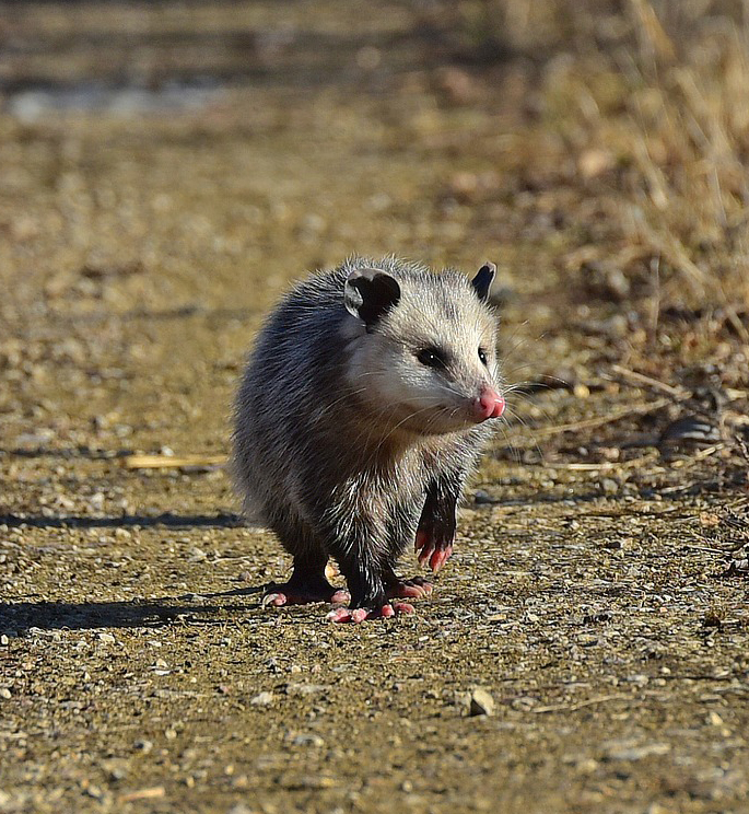 Opossum control in Seattle