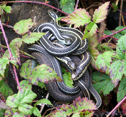 Snake removal in Seattle